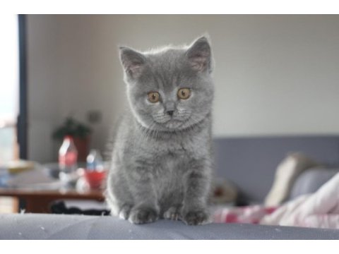 British shorthair dişi ve erkek blue