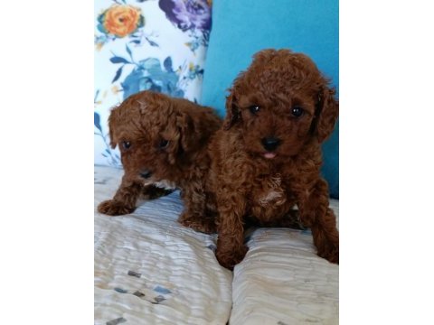 Toy poodle yavrularımız