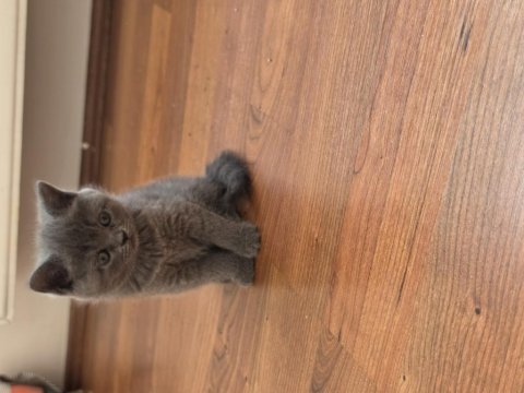 Şecereli babadan dişi ve erkek yavru kediler