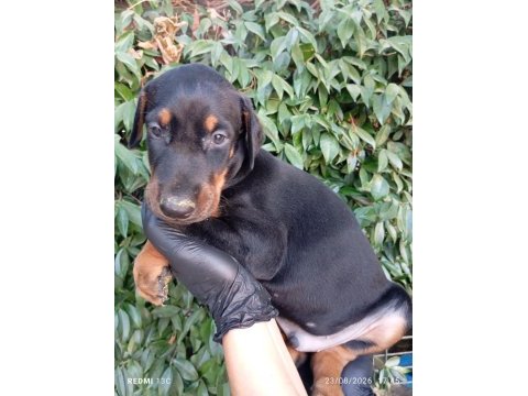 Irk ve sağlık garanti saf kan doberman yavrularımız