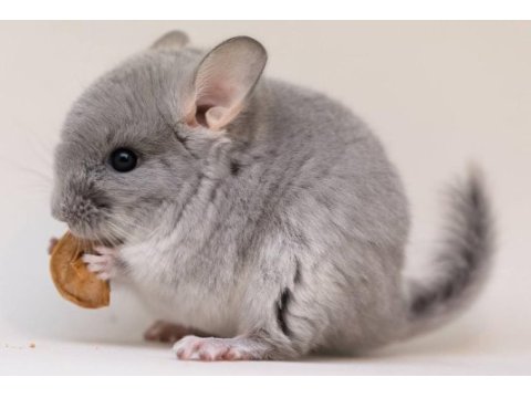 Acil çift yada tek chinchilla