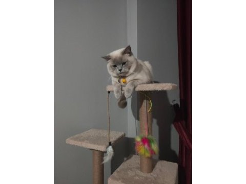 British blue point