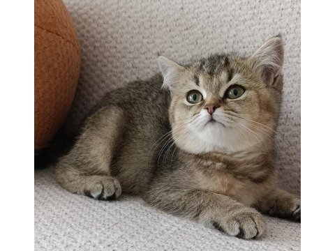 Yakışıklı yavru british shorthair