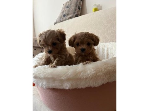 Maltipoo yavruları ankara