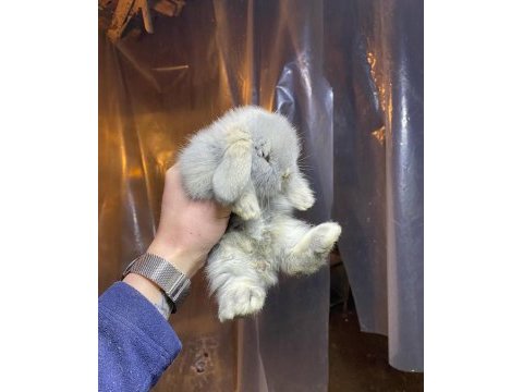 Teddy lop tavşanı sütten kesilenler