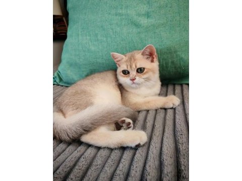 Yeşil gözlü blue golden erkek british shorthair