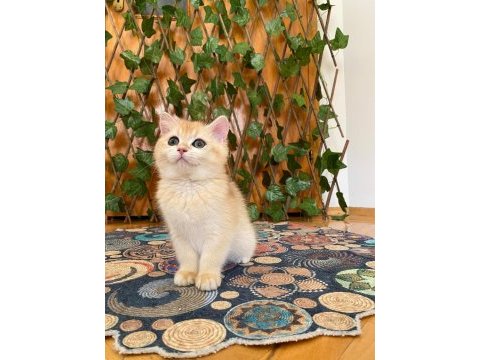 British shorthair golden ny12 dişi