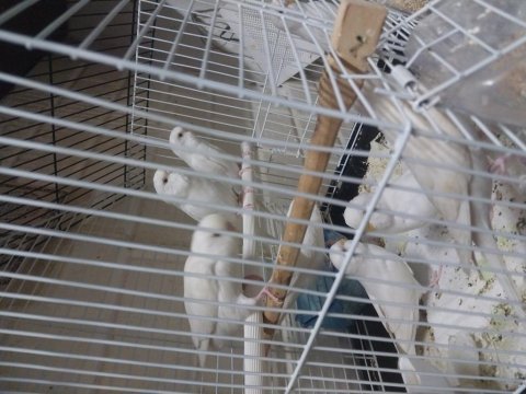 Albino muhabbet kuşu