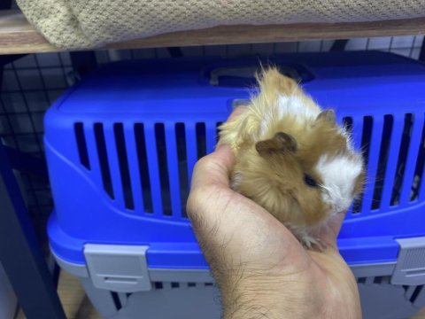 Yavru guinea pig