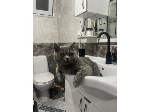 Ayı suratlı blue point british shorthair yavrularım