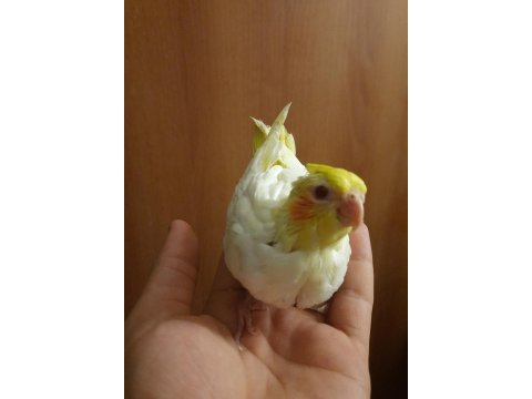Yavru sultan papağanlar