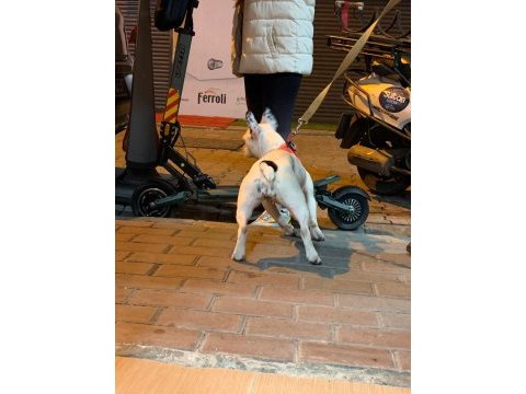 2 yaşında akıllı dişi french bulldog