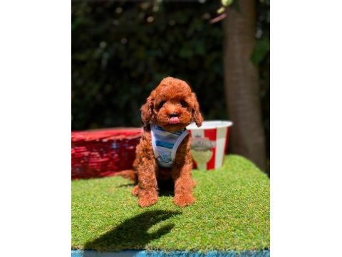 Toy poodle yavrularımız ömürlük aileleri bekliyor