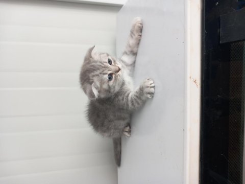8 yavru kedi