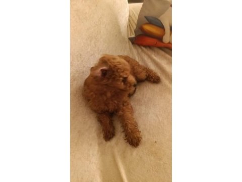 Toy poodle köpeğimiz