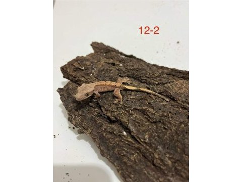 Yavru crested gecko