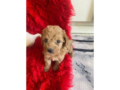 Güzel maltipoo yavrular yeni yuvalarını arıyor