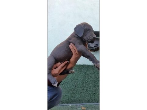 Great dane (danua a şecereli)