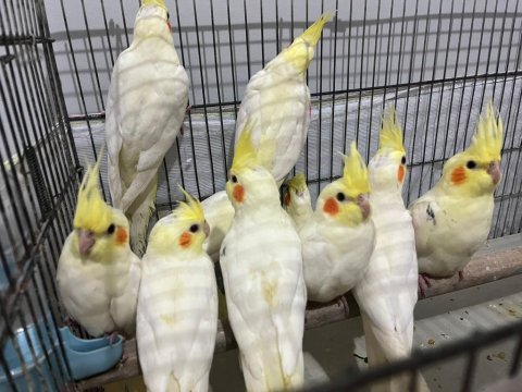 Evcil sultan papağanları ısırmazlar
