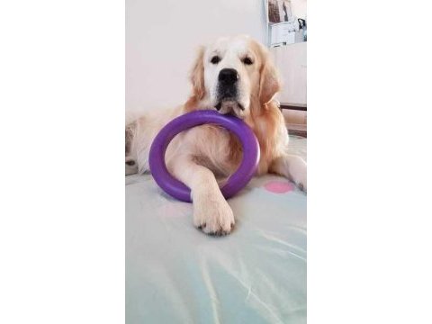 Safkan golden retriever bebekler