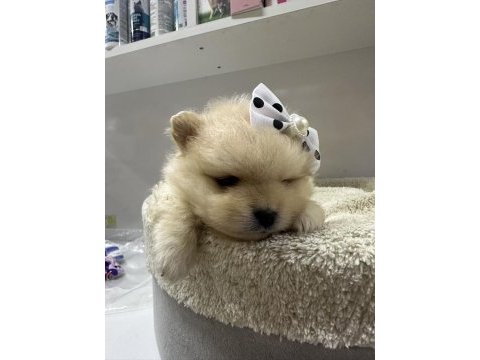 Dünyalar tatlısı japon pomeranian yavrularımız