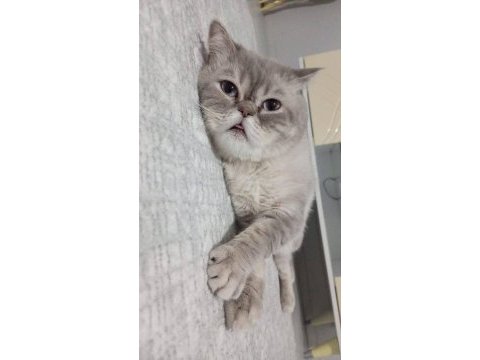 Kısırlaştırmış erkek british shorthair
