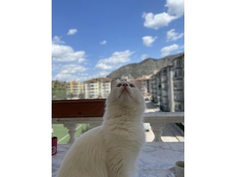 Ankara kedisi