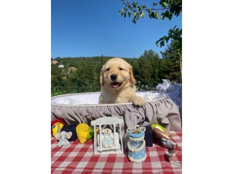 Baby face safkan golden retriever yavrularımız