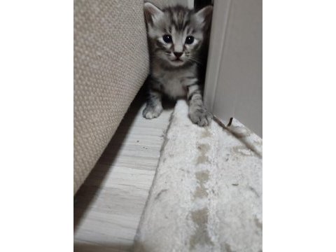Acil yavru kedi sahiplendirilecek tekir