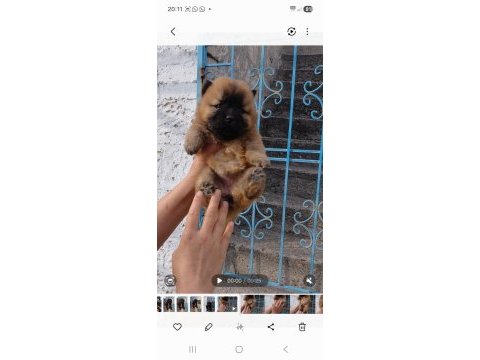 Çin aslanı köpeği