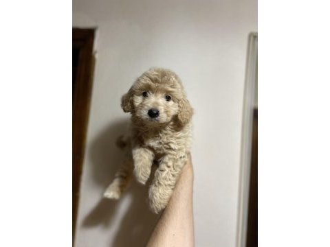 A kalite kıvırcık maltipoo bebekler