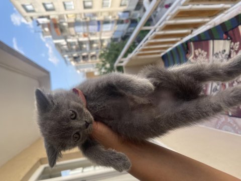 British shorthair 4 adet erkek