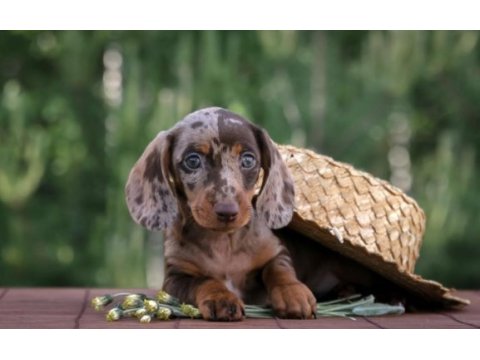 Dachshund sosis köpek mini her renk yavrularımız
