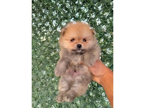 Pomeranian boo 3 aylık köpeğimiz