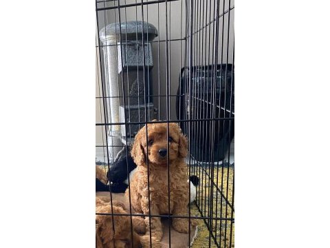Toy poodle 2 erkek yavru sahiplendirilecek mesaj at