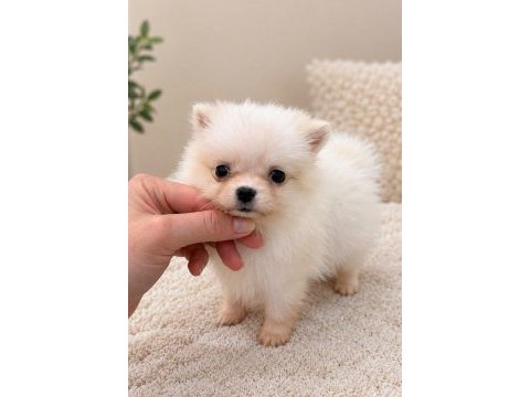 Pomeranian boo teacup 