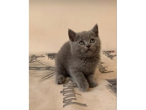 Safkan british baba şecereli yavrularımız yeni ailesi arıyor