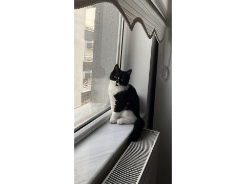 Maskeli british shorthair erkek oyuncu sağlıklı oyuncu