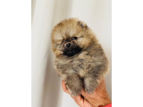 A kalite pomeranian bebekler