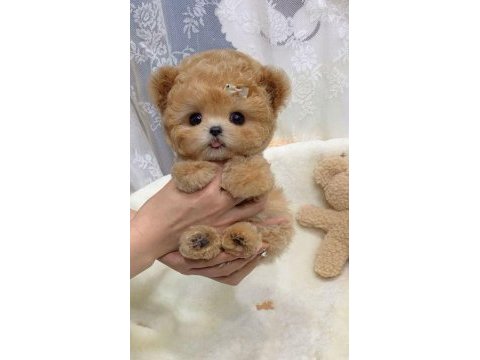 Kapıda ödemeli toy poodle bebeklerim