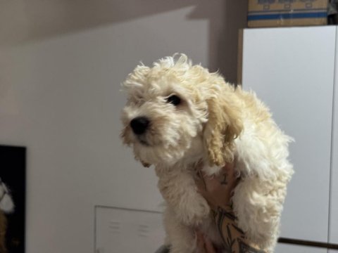 Wc eğitimli aşılı pasaportlu maltpoo yavrularımız