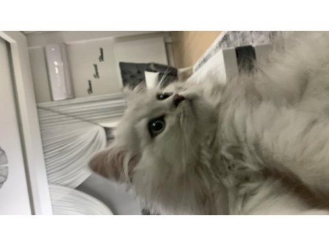 9 aylık oyuncu british longhair oğlumuz