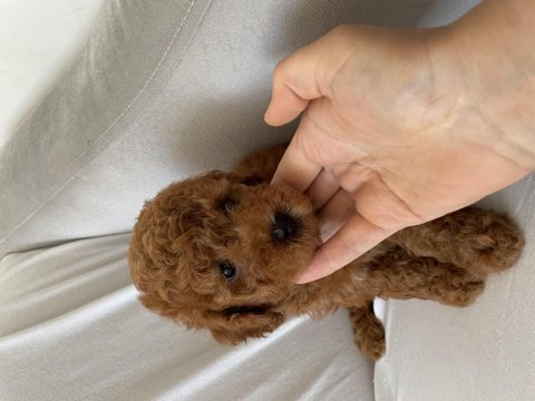 Toy poodle yavrularımız yeni yuvasına gitmeye hazır