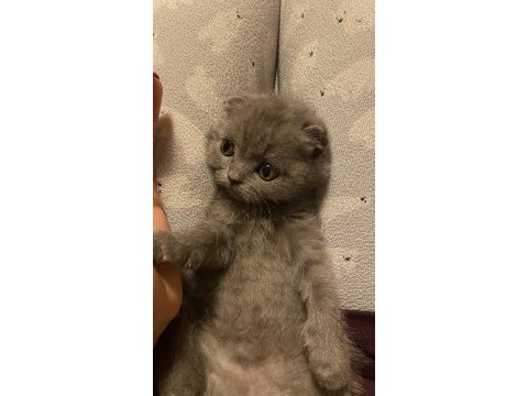 Son scottish fold bebek yeni yuvasını arıyor