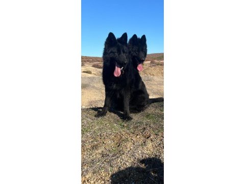 Solid black siyah alman çoban köpeği