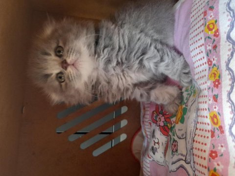 Dişi safkan scottish fold