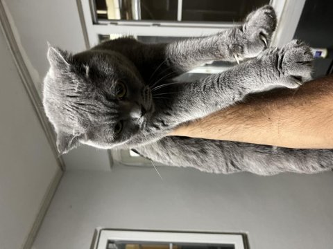 Scottish fold kedimiz