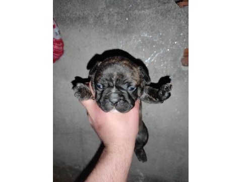 French bulldog 24 günlük