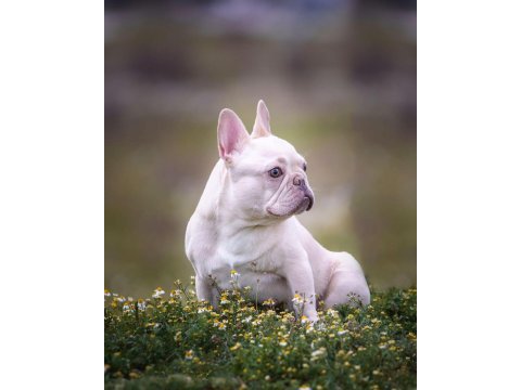 Cream french bulldog