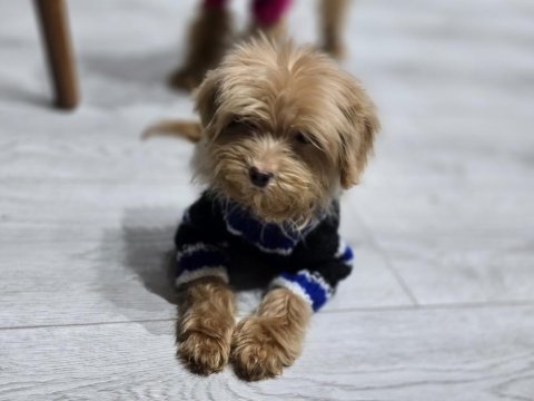 Sıfır numara maltipoo yavru